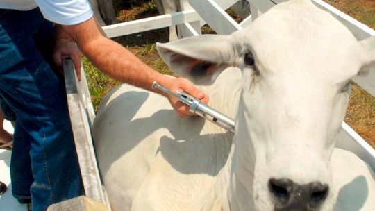 Vacinação do rebanho bovino e bubalino começa nesta segunda-feira