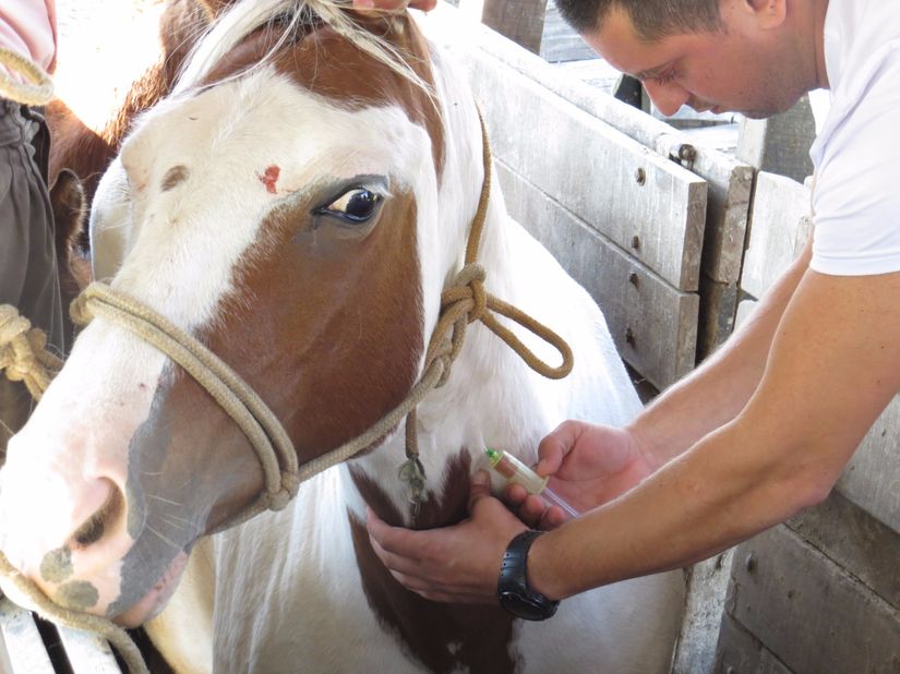 Projeto de lei propõe exames gratuitos para animais em Mato Grosso