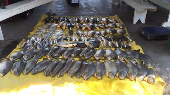 Batalhão Ambiental apreende 258 kg de pescado em janeiro