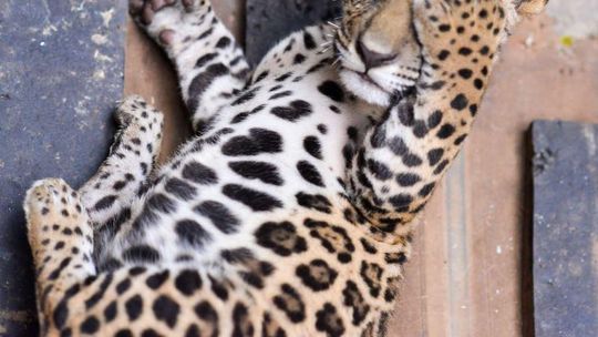 Parcerias fortalecem conservação da fauna silvestre