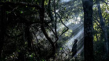  Desmatamento em Mato Grosso cai 22% em setembro
