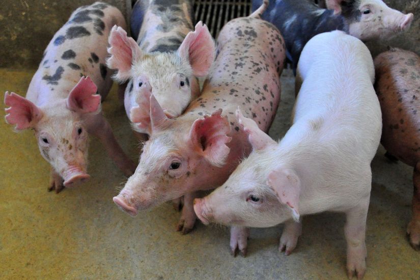 Custos de produção de suínos e de frangos de corte caem em outubro