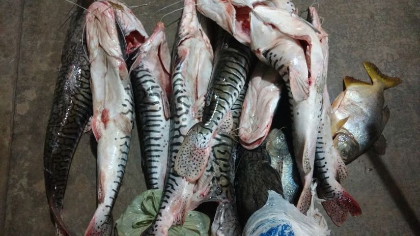 Fiscalização apreende cerca de 75 kg de pescado em rancho