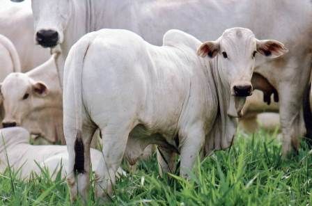 Pecuaristas se mobilizam para reduzir dependência da JBS