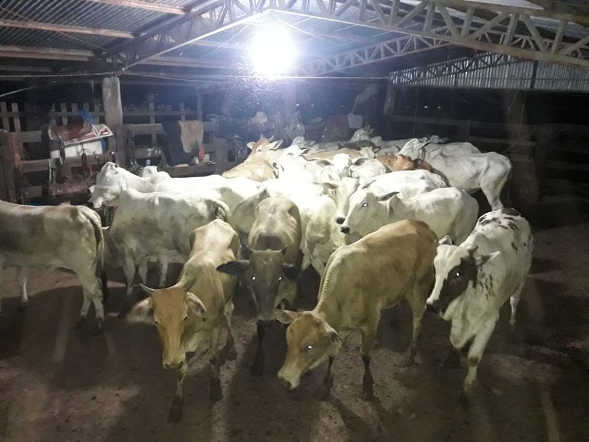Funcionário de fazenda é preso com gado furtado, caminhonete e mais de R$ 113 mil em dinheiro