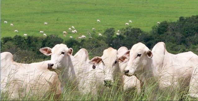 Mercado de bovinos para reposição ganhando ritmo