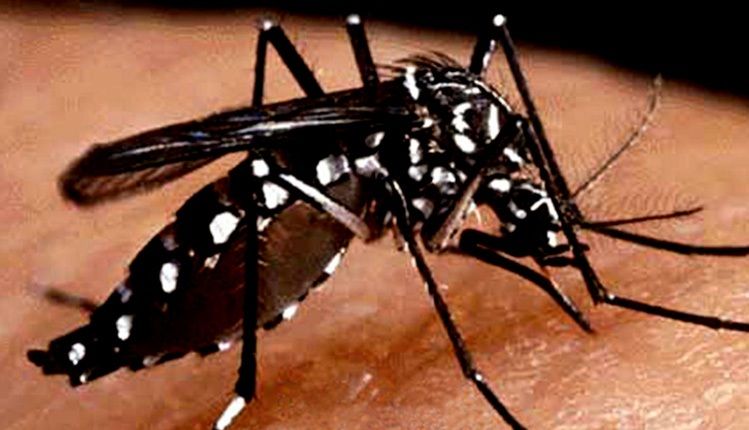 DF registra quase 20 mil casos de dengue em 2016