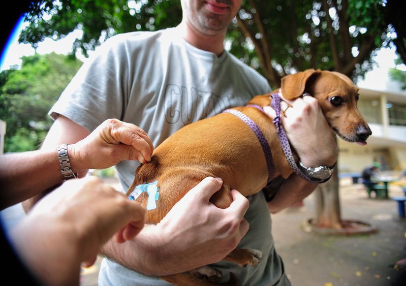 Cães e gatos devem ser vacinados contra a raiva amanhã (11)