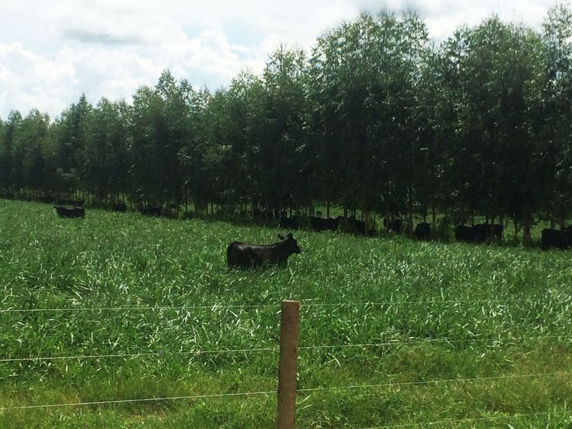  II Congresso Brasileiro de Sistemas Integrados de Produção Agropecuária acontece em junho