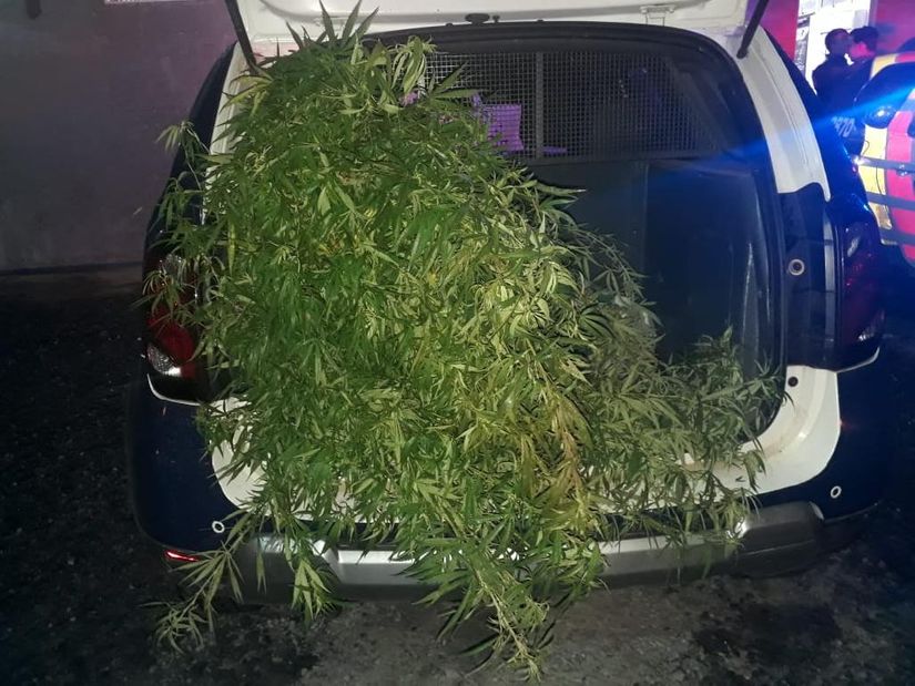 Dupla é presa pela PM após ser flagrada com pé de maconha