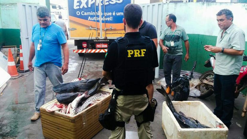 PRF apreende 203 kg de pescados em Barra do Garças