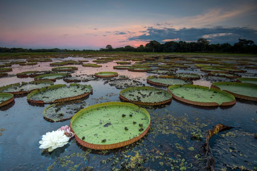 WWF-Brasil promove expedição no pantanal mato-grossense