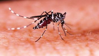 Epidemia de dengue com mais de 100 mortes deixa moradores de MG apavorados