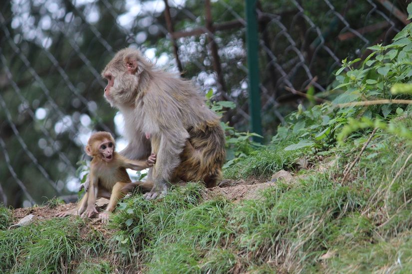 Vacina poderá entrar em fase clínica após testes em primatas
