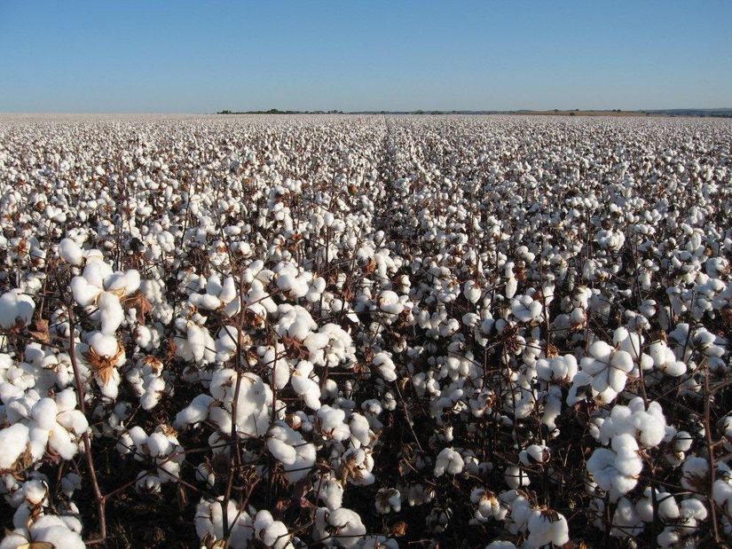 MT é o maior produtor de algodão do Brasil