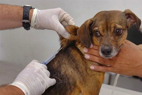 Região da Boa Vista recebe mutirão da vacinação antirrábica na próxima terça (5)