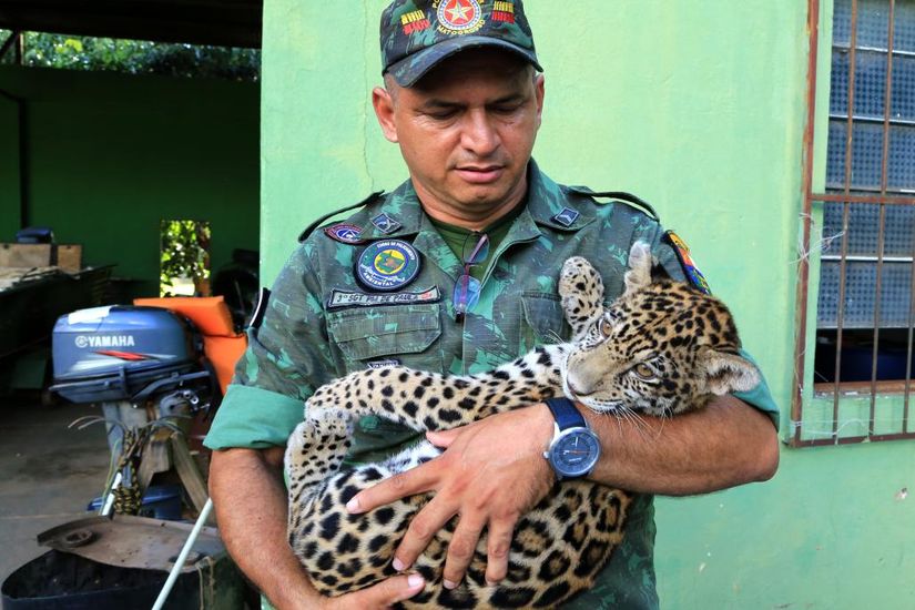 Policiais do Batalhão Ambiental salvam 159 animais em 2017
