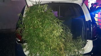 Dupla é presa pela PM após ser flagrada com pé de maconha