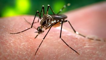 Mato Grosso registra 36 casos de dengue nas duas primeiras semanas de 2017