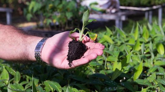 Encontros regionais para elaboração do Plano Estadual da Agricultura Familiar abre inscrições