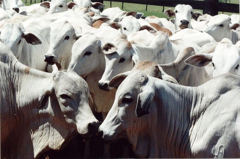 Brasil recebe certificação de país livre da febre aftosa com vacinação