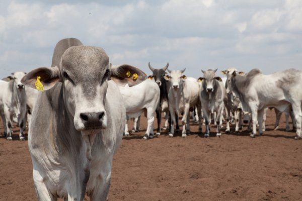 Qualificação pode a minimizar a crise enfrentada pelo setor da pecuária