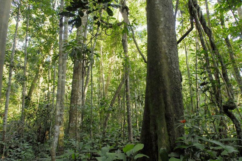 MT apresenta a franceses ações para o desenvolvimento sustentável