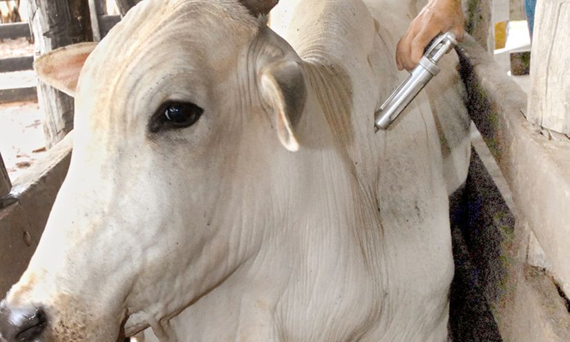Mato Grosso vacina 99,63% do rebanho bovino e bubalino na primeira etapa de 2018