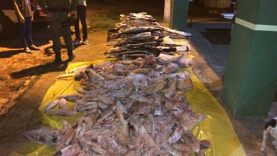 Fiscalização apreende cerca de 840 kg de pescado irregular em peixaria de Rondonópolis