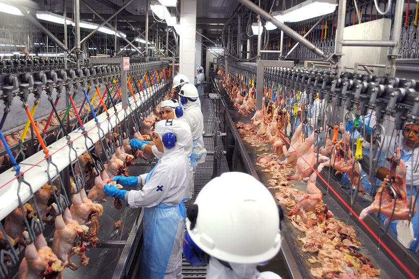 BRF em MT é proibida de exportar frangos