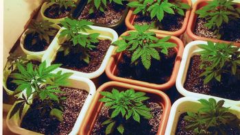 Anvisa autoriza a importação de 11 produtos  a base da maconha