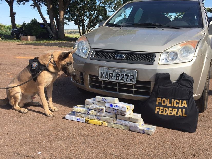 Com cães farejadores, PRF e PF apreendem droga escondida em lataria de veículo