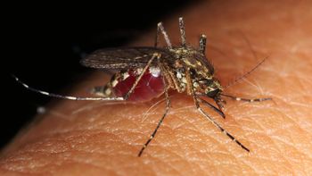 Vírus da zika pode causar complicações neurológicas em adultos, diz estudo da UFRJ