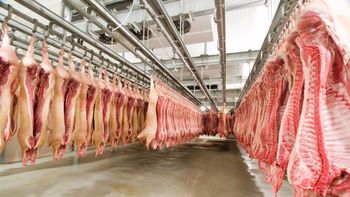 Acrismat comemora liberação do mercado russo pra carne suína