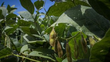 Prazo para cadastro de propriedades produtoras de soja é prorrogado em MT