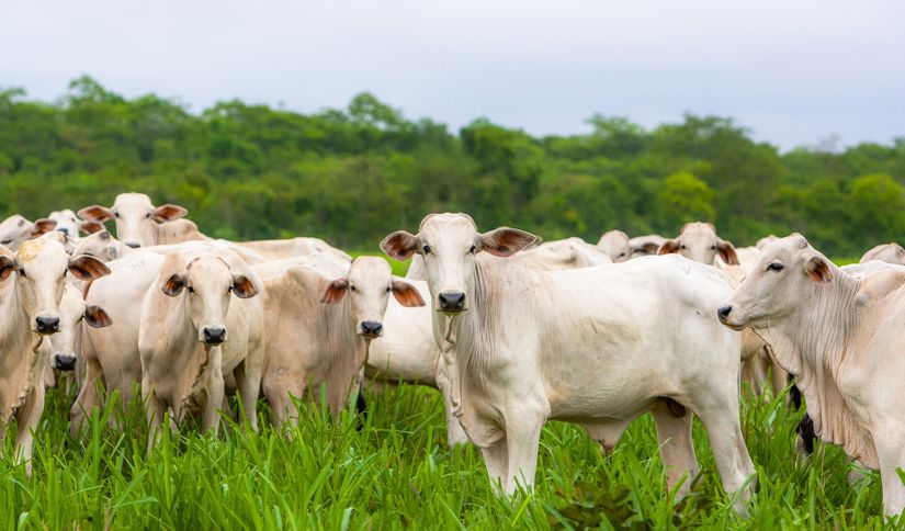 Negociação para exportar bovinos vivos foi acertada com Arábia Saudita