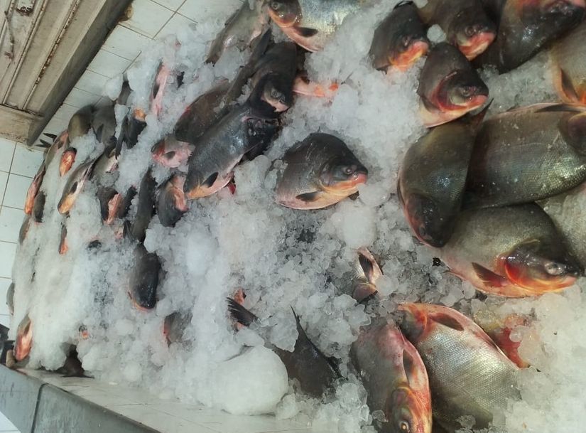 Fiscalização apreende mais de 3,5 toneladas de pescado