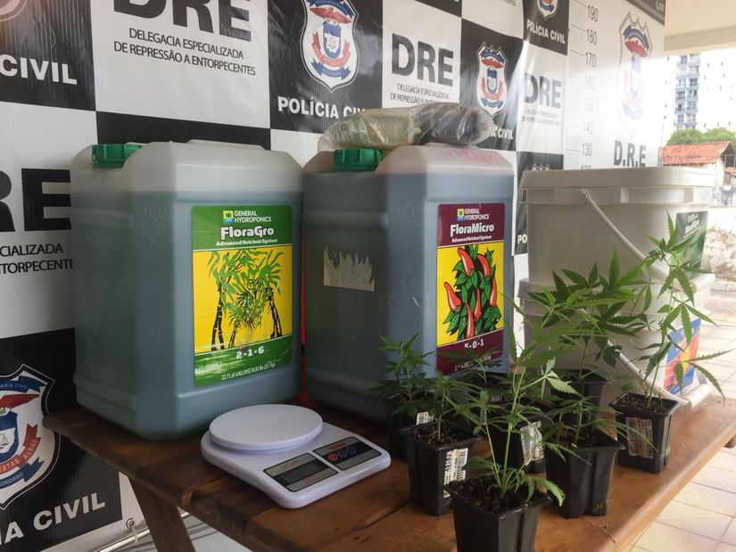 Traficante alega fins medicinais após ser flagrado com estufa de maconha em apartamento