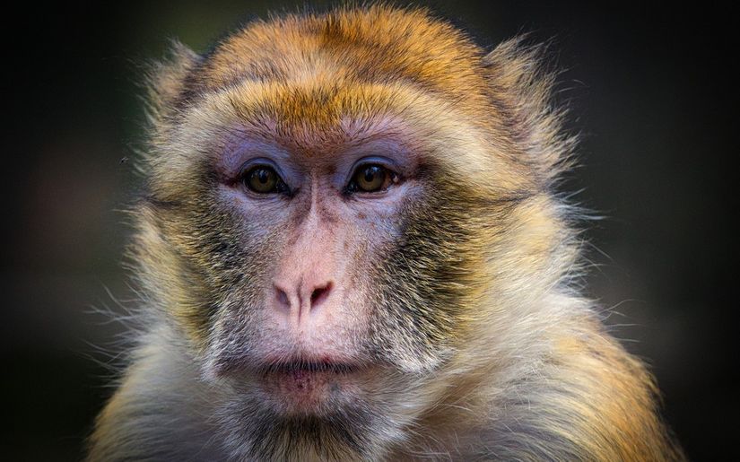 Cientistas conseguem 'provocar' autismo em macacos para estudar novos tratamentos