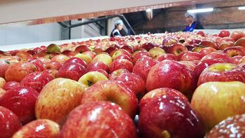  Comer frutas poderia evitar 1 em cada 7 mortes por doença cardiovascular, dizem cientistas