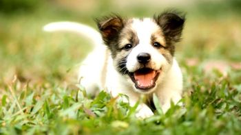 Certificado Veterinário para viagens com cães e gatos aos EUA passa a ser digital