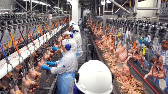 BRF em MT é proibida de exportar frangos