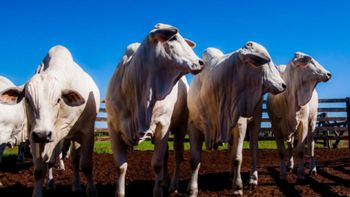 Governo reinaugura Unidade Regional do Indea em Cuiabá