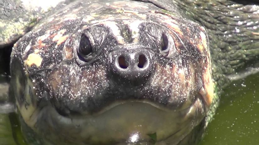 Projeto repovoa Rio Araguaia com 150 mil filhotes de tartarugas-da-amazônia