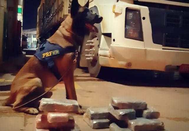 PRF localiza 16 kg de cocaína em carreta com ajuda de cão farejador