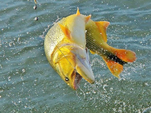 Projeto de lei quer proibir pesca em MT por cinco anos