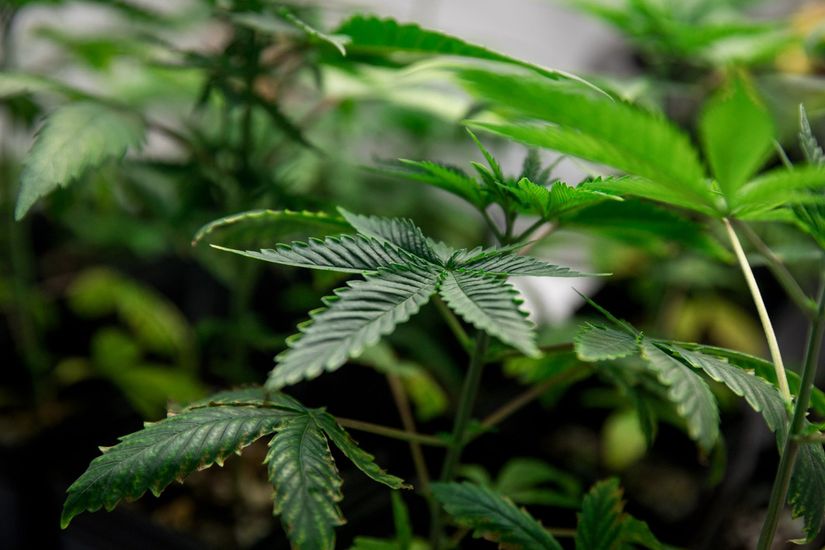 O que há de verdade e exagero sobre os benefícios do canabidiol