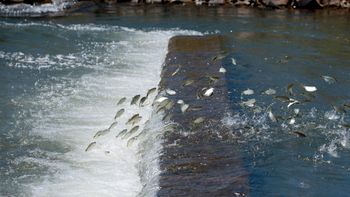 Pesca nos rios de Rondonópolis está proibida até 28 de Fevereiro