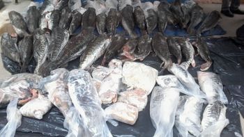 Apreensões de pescados são destinadas às instituições filantrópicas do Estado 