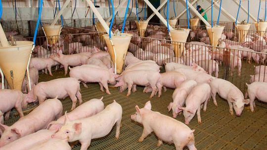 Aberta consulta pública sobre normas de monitoramento de carcaças bovinas e suínas